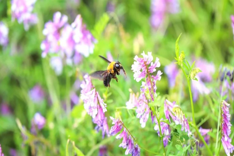 Bee hovering over flower
